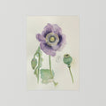 Botanische Papaver print on high quality art paper